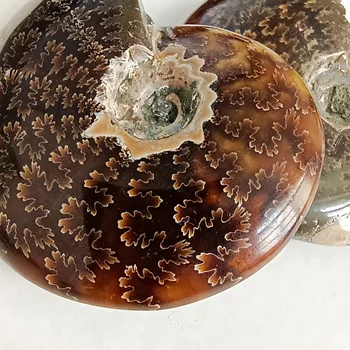 1 buc Naturale Scoica Dur buna Ornamente de Piatră Amonit Felii de Lustruit Scoica cristale specimen de vindecare decor