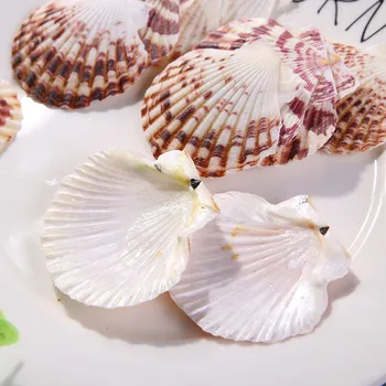 10buc/Mulțime de Flori Scoică Culoare Naturala Model Shell Marine Ocean Fish Tank Peisaj Decor în Stil Mediteranean, Decor Acasă