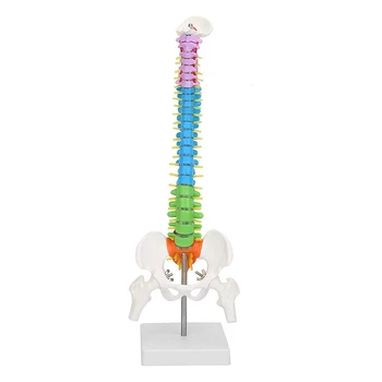45cm Flexibil coloanei Vertebrale Umane cu Pelviene Anatomie Modelul Științei Medicale Resurse Didactice Dropshipping