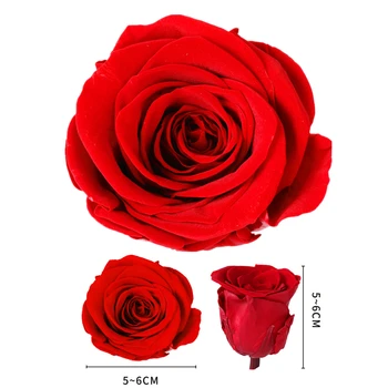 5-6 CM/6pcs Clasa B Conservate Flori de Trandafir Capul frumoasa Si Bestia pentru Totdeauna Trandafiri Real Veșnică a Crescut pentru Nunta Decor Acasă