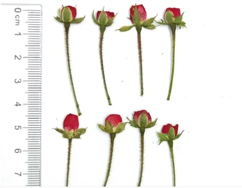 60pcs Presate Uscat Mini Red Rose Muguri de Flori de Plante Ierbar Pentru Bijuterii carte Poștală Carte de Invitație Caz de Telefon Marcaj DIY