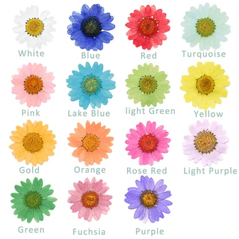720 buc Apăsat Apăsați Uscate Daisy Flori Uscate de Plante Pentru Epoxidică Rășină Pandantiv Colier Bijuterii de Luare de Artizanat DIY Accesorii