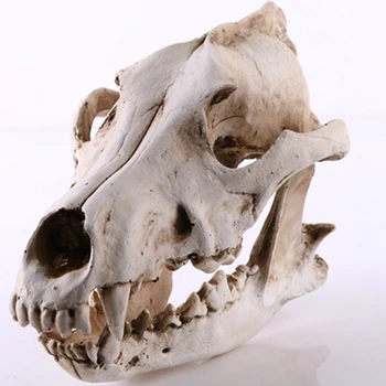 Lupul Craniu Sculptura Model De Predare Schelet De Câine Rășină De Simulare De Animale Craniu Model Home Office Bar Statuie Decor Ambarcațiunile De Ornament