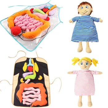 Montessori Modelului Corpului Uman Anatomie Papusa Papusa Moale Jucărie Anatomice Medicale Organelor Interne Conștientizare Învețe Educație Timpurie Jucarii