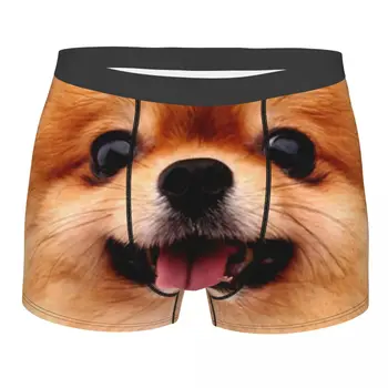 Pomeranian Catelus Boxer pantaloni Scurti Barbati Imprimate 3D de sex Masculin Breathbale Spitz Pom Câine Lenjerie Chilotei, Boxeri